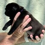 🐶 Male Pug Puppy Ready for Adoption – Max (AKC Registered) - Image 4