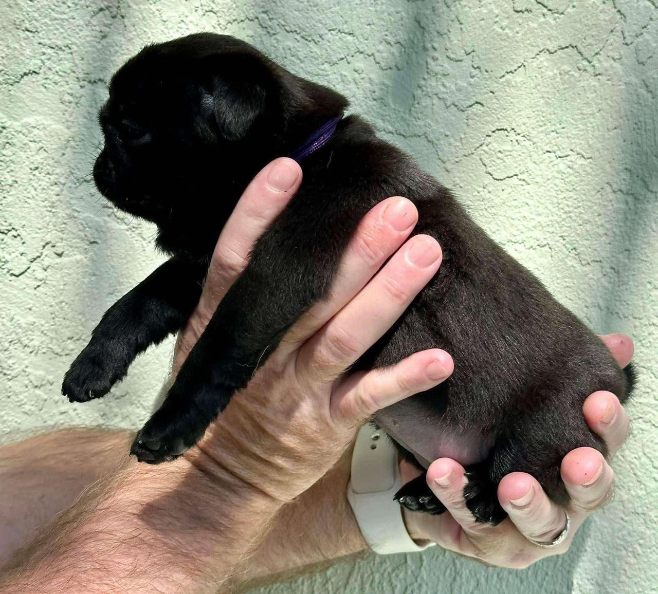 πΆ Male Pug Puppy Ready for Adoption β Max (AKC Registered) - Image 4