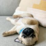 🐶 Male Pug Puppy Ready for Adoption – Shelly (AKC Registered) - Image 4