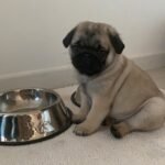 🐶 Male Pug Puppy Ready for Adoption – Arthur (AKC Registered) - Image 2