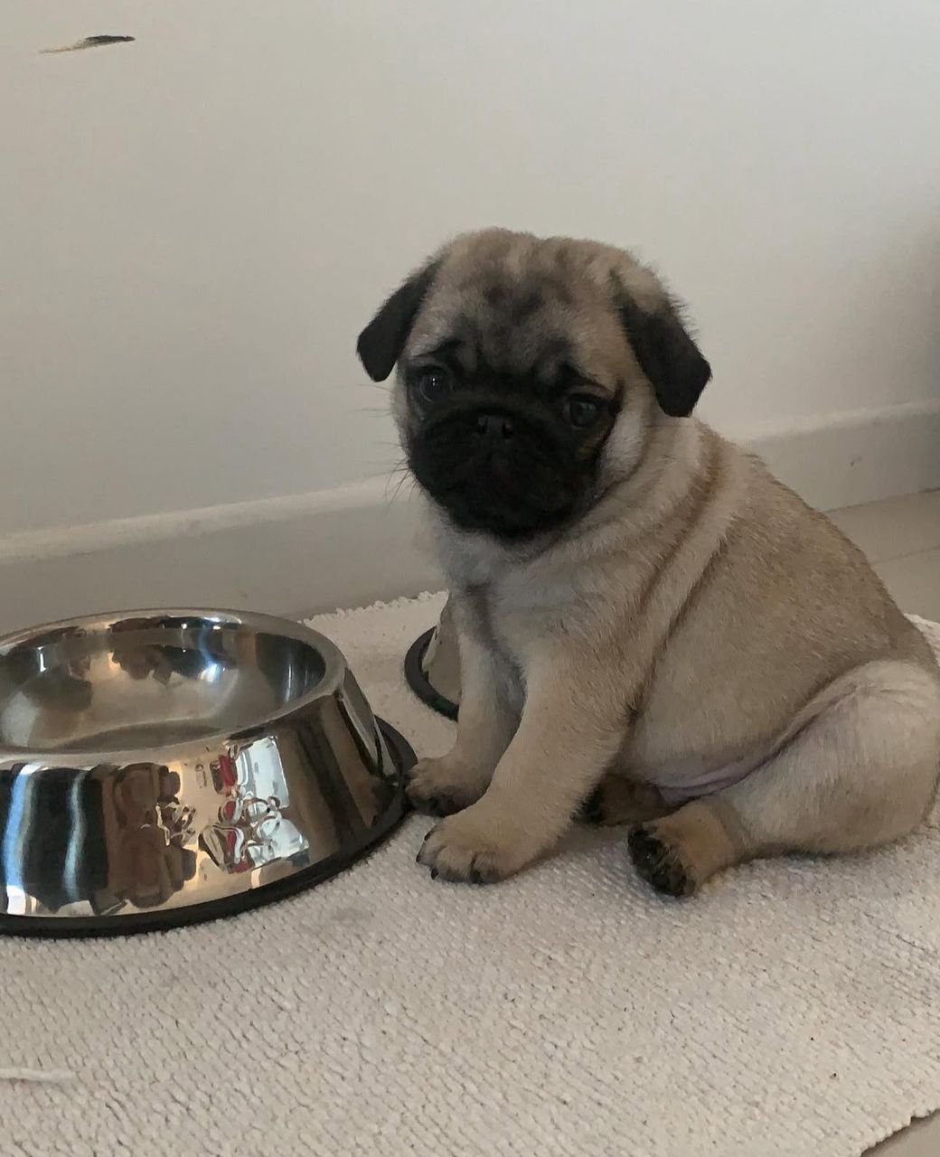 πΆ Male Pug Puppy Ready for Adoption β Arthur (AKC Registered) - Image 2