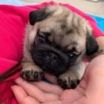 🐶 Male Pug Puppy Ready for Adoption – Arthur (AKC Registered) - Image 4