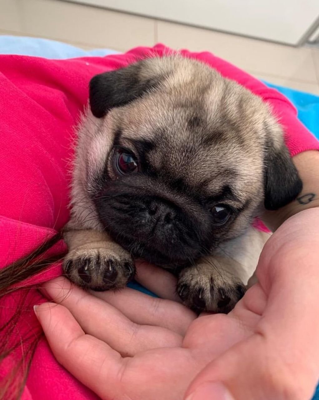 πΆ Male Pug Puppy Ready for Adoption β Arthur (AKC Registered) - Image 4