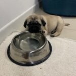 🐶 Male Pug Puppy Ready for Adoption – Arthur (AKC Registered) - Image 3