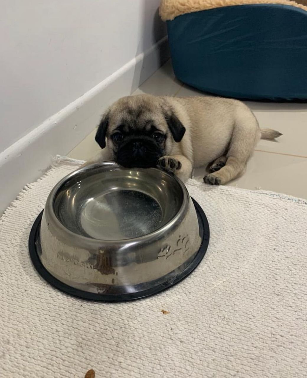 πΆ Male Pug Puppy Ready for Adoption β Arthur (AKC Registered) - Image 3