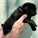 🐶 Male Pug Puppy Ready for Adoption – Max (AKC Registered) - Image 3