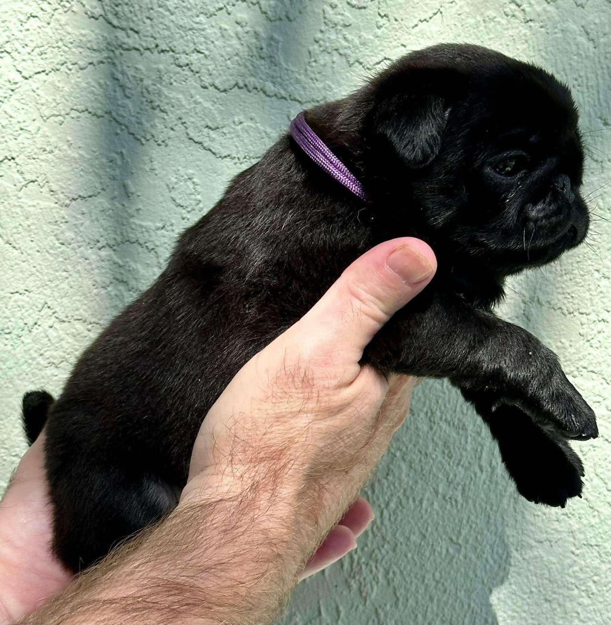 πΆ Male Pug Puppy Ready for Adoption β Max (AKC Registered) - Image 3