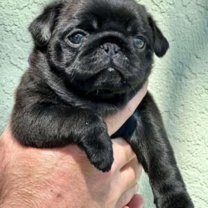 🐶 Male Pug Puppy Ready for Adoption – Max (AKC Registered)