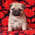 🐶 Male Pug Puppy Ready for Adoption – Fella (AKC Registered)