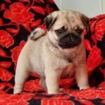 🐶 Male Pug Puppy Ready for Adoption – Fella (AKC Registered) - Image 2