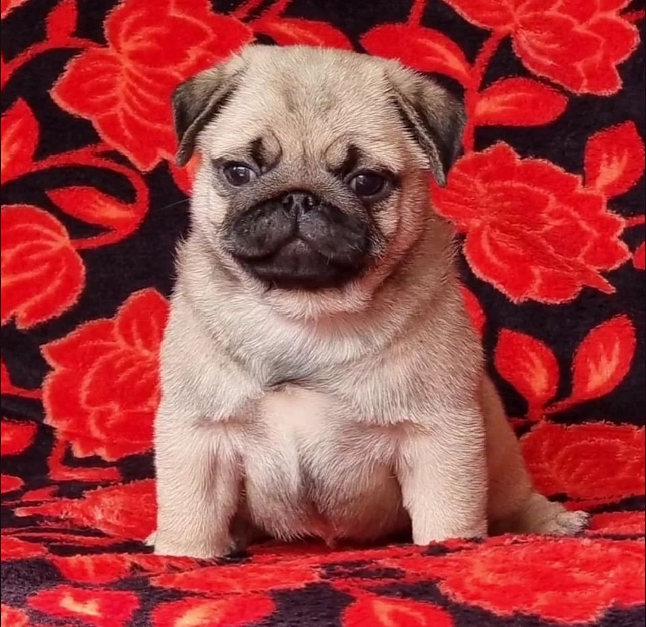 🐶 Male Pug Puppy Ready for Adoption – Fella (AKC Registered)