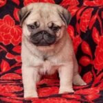 🐶 Male Pug Puppy Ready for Adoption – Fella (AKC Registered) - Image 3