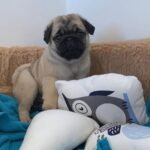🐶 Male Pug Puppy Ready for Adoption – Arthur (AKC Registered)