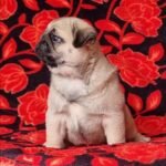 🐶 Male Pug Puppy Ready for Adoption – Fella (AKC Registered) - Image 4