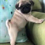 🐶 Male Pug Puppy Ready for Adoption – Cooper (AKC Registered) - Image 4