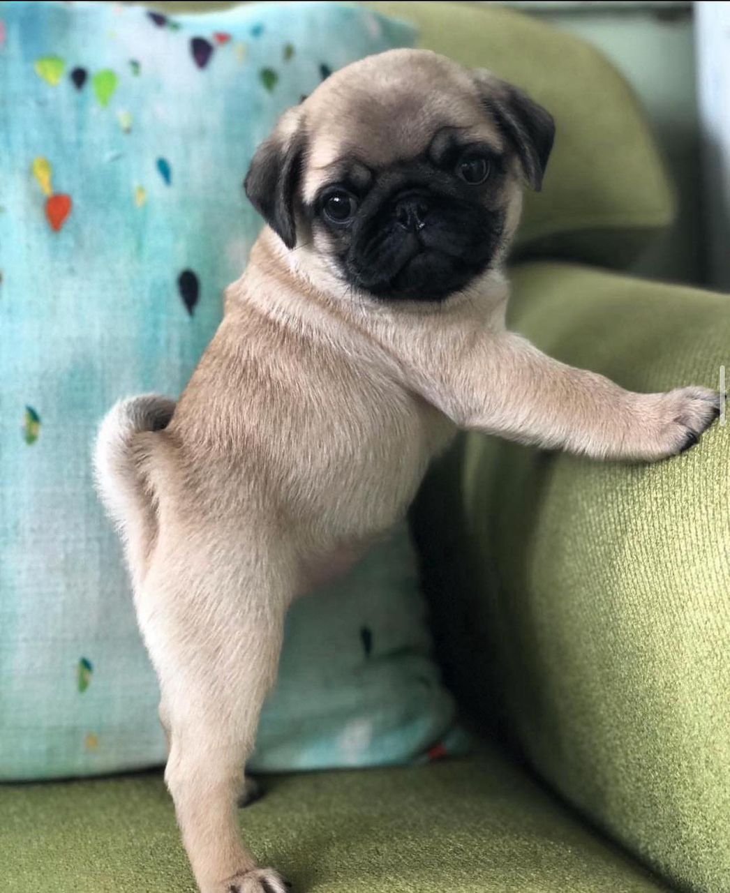 ðķ Male Pug Puppy Ready for Adoption â Cooper (AKC Registered) - Image 4