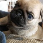 🐶 Female Pug Puppy Ready for Adoption – Lola (AKC Registered) - Image 4