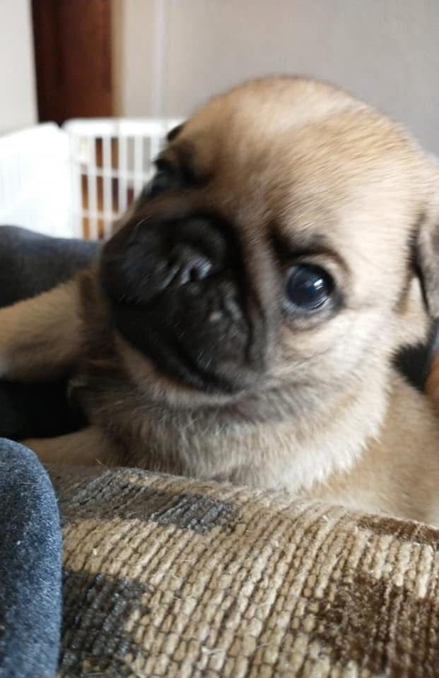 πΆ Female Pug Puppy Ready for Adoption β Lola (AKC Registered) - Image 4