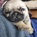 🐶 Female Pug Puppy Ready for Adoption – Lola (AKC Registered)