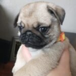 🐶 Female Pug Puppy Ready for Adoption – Lola (AKC Registered) - Image 3