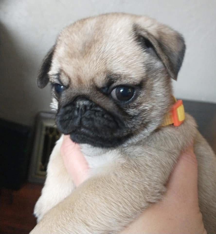 πΆ Female Pug Puppy Ready for Adoption β Lola (AKC Registered) - Image 3