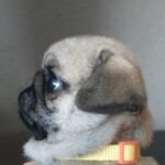 🐶 Female Pug Puppy Ready for Adoption – Lola (AKC Registered) - Image 2