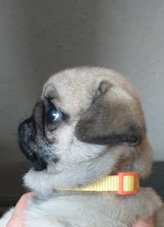 πΆ Female Pug Puppy Ready for Adoption β Lola (AKC Registered) - Image 2