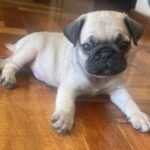🐶 Male Pug Puppy Ready for Adoption – Milo (AKC Registered) - Image 3