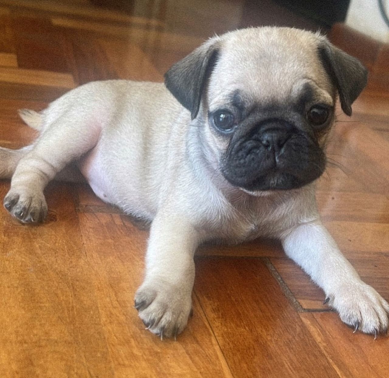 ðķ Male Pug Puppy Ready for Adoption â Milo (AKC Registered) - Image 3