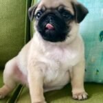 🐶 Male Pug Puppy Ready for Adoption – Cooper (AKC Registered) - Image 3