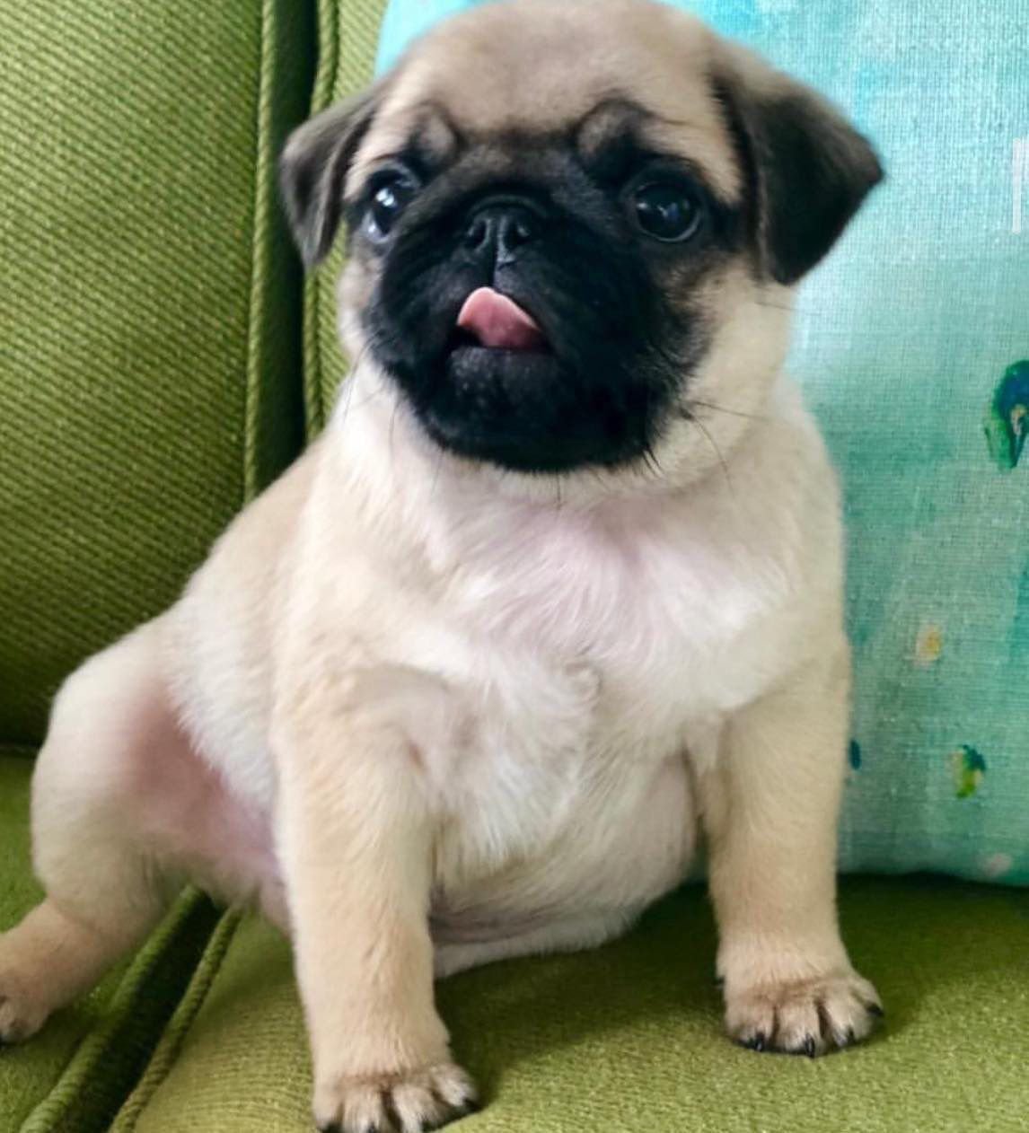 ðķ Male Pug Puppy Ready for Adoption â Cooper (AKC Registered) - Image 3