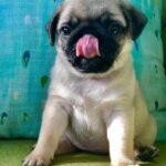 🐶 Male Pug Puppy Ready for Adoption – Cooper (AKC Registered)