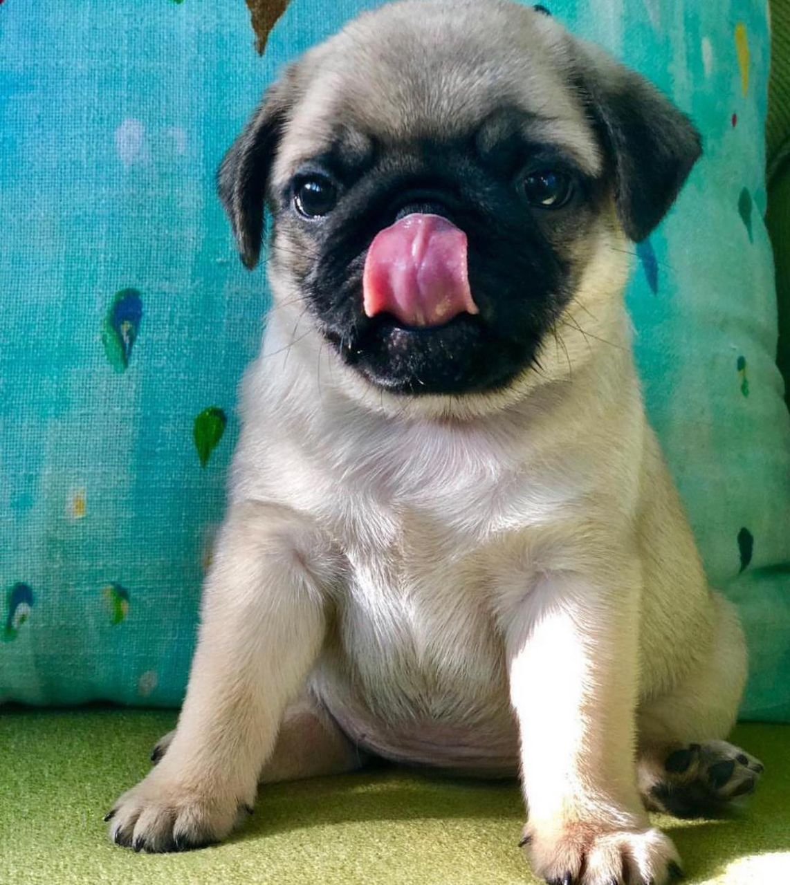 🐶 Male Pug Puppy Ready for Adoption – Cooper (AKC Registered)