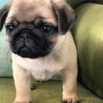 🐶 Male Pug Puppy Ready for Adoption – Cooper (AKC Registered) - Image 2