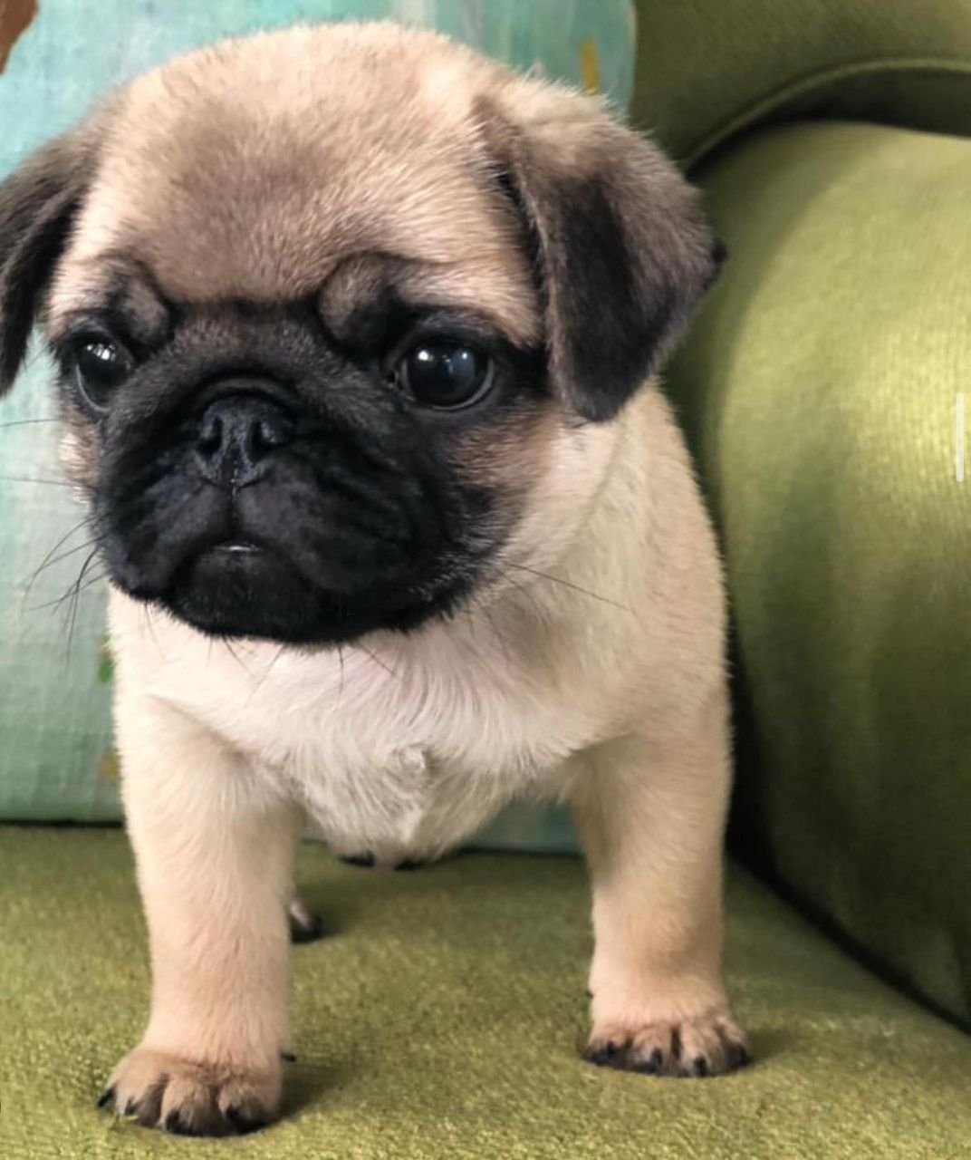 ðķ Male Pug Puppy Ready for Adoption â Cooper (AKC Registered) - Image 2
