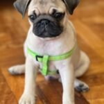 🐶 Male Pug Puppy Ready for Adoption – Milo (AKC Registered) - Image 2