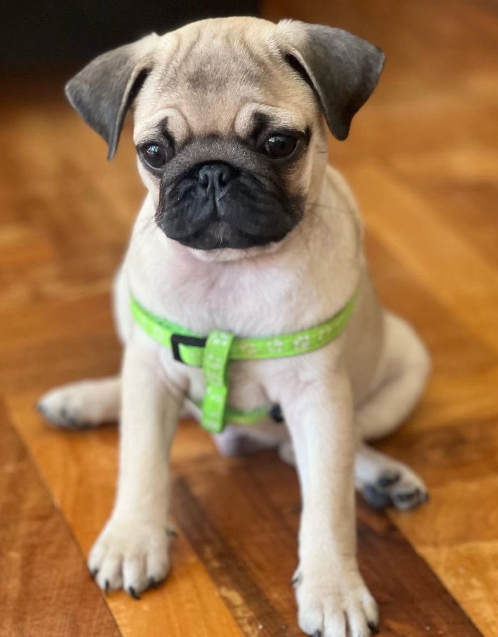 ðķ Male Pug Puppy Ready for Adoption â Milo (AKC Registered) - Image 2