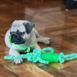🐶 Male Pug Puppy Ready for Adoption – Milo (AKC Registered)