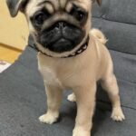 🐶 Female Pug Puppy Ready for Adoption – Mia (AKC Registered) - Image 2
