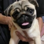 🐶 Female Pug Puppy Ready for Adoption – Mia (AKC Registered)