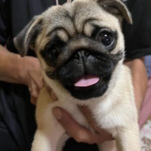 🐶 Female Pug Puppy Ready for Adoption – Mia (AKC Registered)