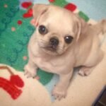 🐶 Male Pug Puppy Ready for Adoption – Goldie (AKC Registered) - Image 4