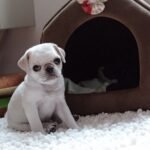 🐶 Male Pug Puppy Ready for Adoption – Goldie (AKC Registered)