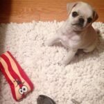 🐶 Male Pug Puppy Ready for Adoption – Goldie (AKC Registered) - Image 3