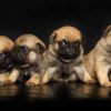 📌  Meet Your Perfect Pug: Why Adopt From AdoptPugPuppies.com