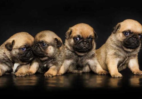 📌  Meet Your Perfect Pug: Why Adopt From AdoptPugPuppies.com
