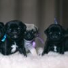 The Ultimate Guide to Adopting a Pug Puppy: What Every New Owner Should Know