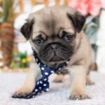 🐶 Female Pug Puppy Ready for Adoption – Monic (AKC Registered) - Image 2