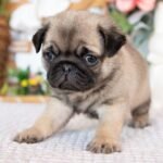 🐶 Female Pug Puppy Ready for Adoption – Monic (AKC Registered) - Image 5