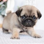 🐶 Female Pug Puppy Ready for Adoption – Monic (AKC Registered) - Image 4
